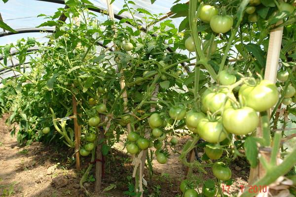 Determinate tomatoes: shaping, pinching + video