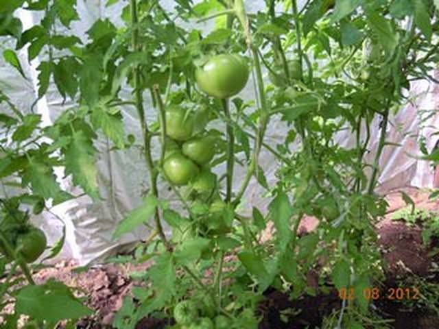 Determinate tomatoes: shaping, pinching + video