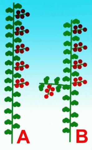 Determinate tomatoes: shaping, pinching + video