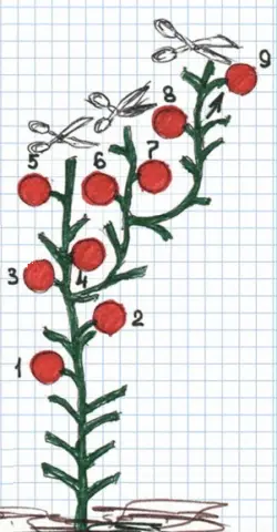 Determinate tomatoes: shaping, pinching + video