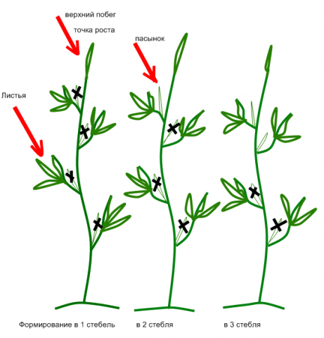 Determinate tomatoes: shaping, pinching + video