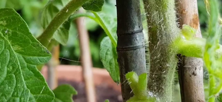 Determinate tomatoes: shaping, pinching + video