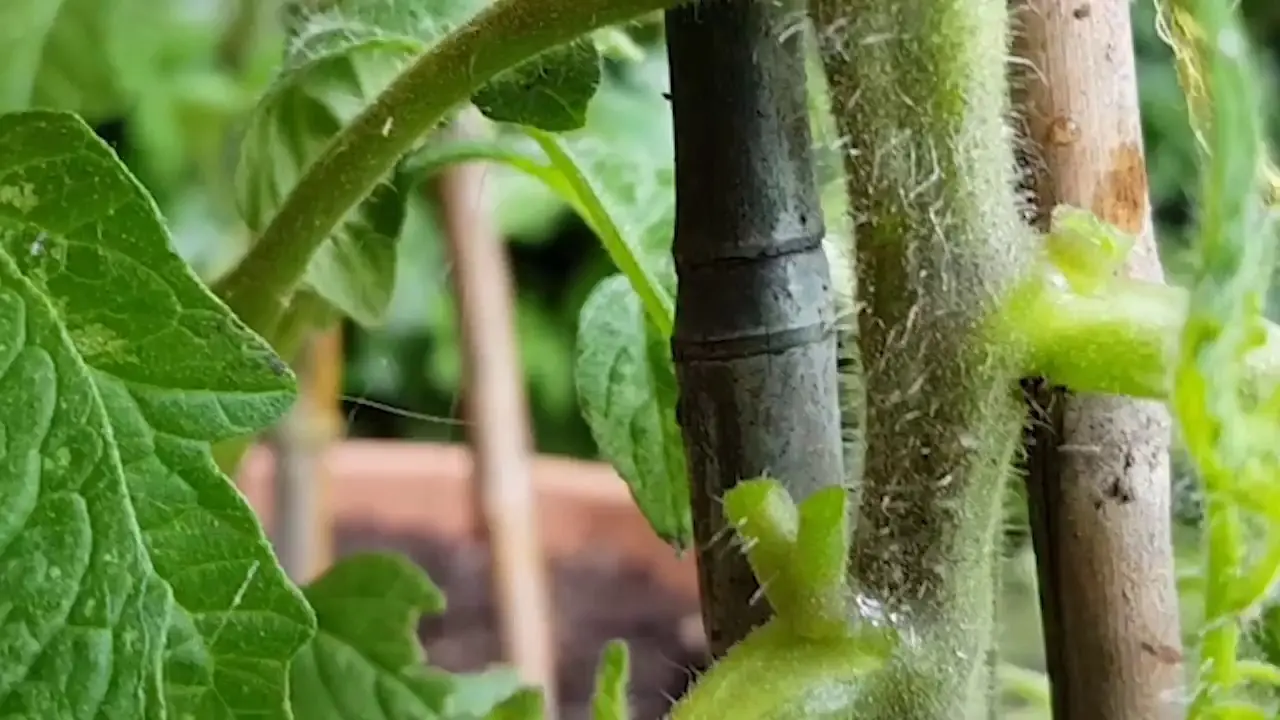 Determinate tomatoes: shaping, pinching + video