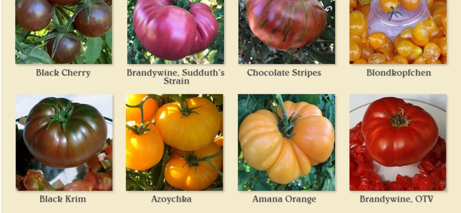 Determinate tomatoes &#8211; the best varieties