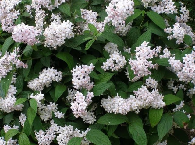 Deutsia shrub (deucela): care and planting in the Urals, in Siberia, timing, reproduction