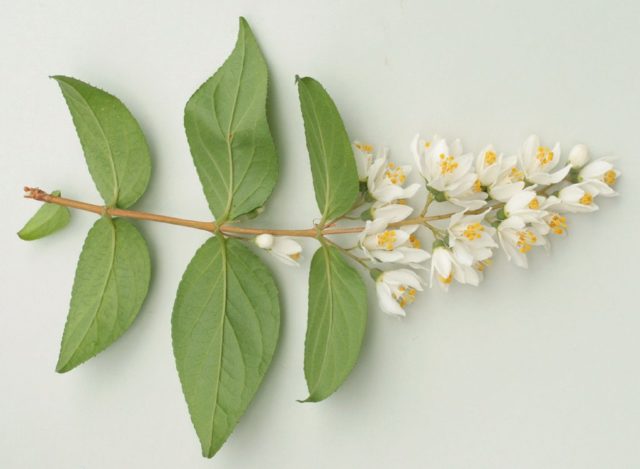 Deutsia shrub (deucela): care and planting in the Urals, in Siberia, timing, reproduction