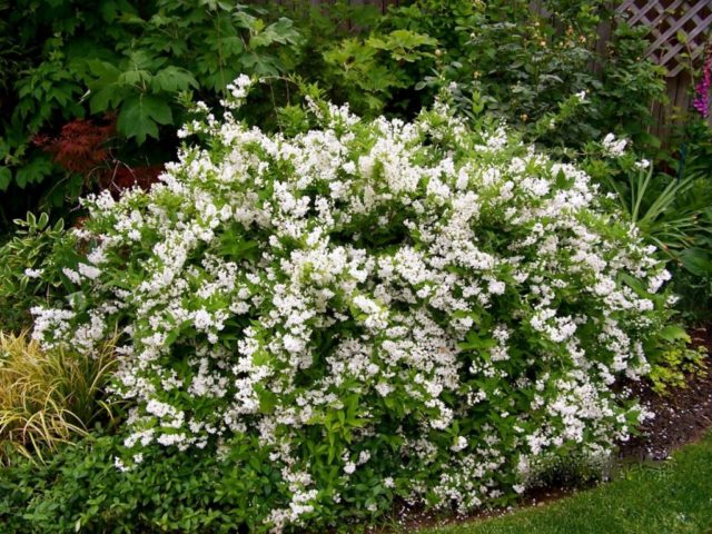 Deutsia shrub (deucela): care and planting in the Urals, in Siberia, timing, reproduction