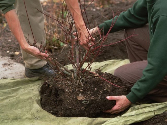 Deutsia shrub (deucela): care and planting in the Urals, in Siberia, timing, reproduction