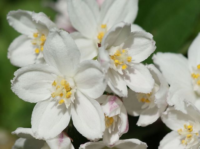 Deutsia shrub (deucela): care and planting in the Urals, in Siberia, timing, reproduction