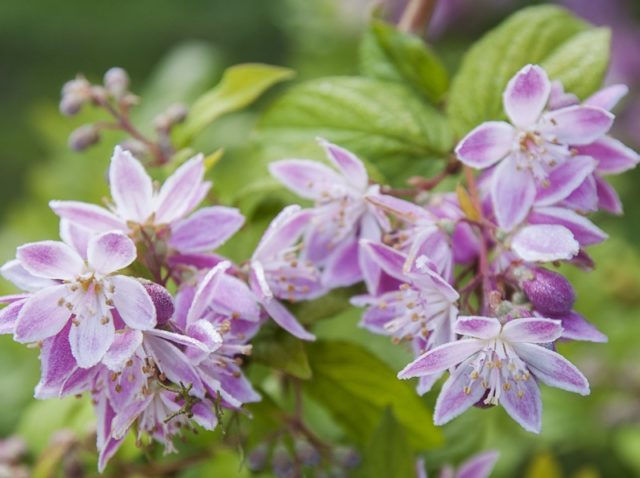 Deutsia shrub (deucela): care and planting in the Urals, in Siberia, timing, reproduction