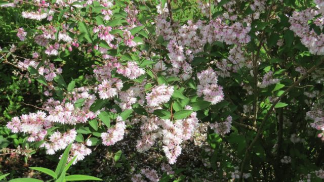 Deutsia shrub (deucela): care and planting in the Urals, in Siberia, timing, reproduction