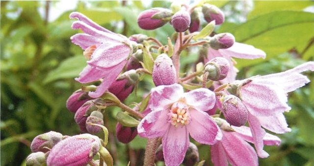 Deutsia shrub (deucela): care and planting in the Urals, in Siberia, timing, reproduction