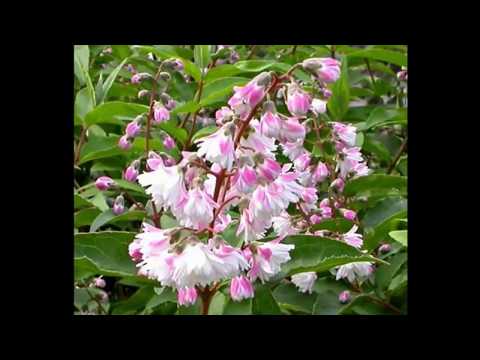 Deutsia shrub (deucela): care and planting in the Urals, in Siberia, timing, reproduction