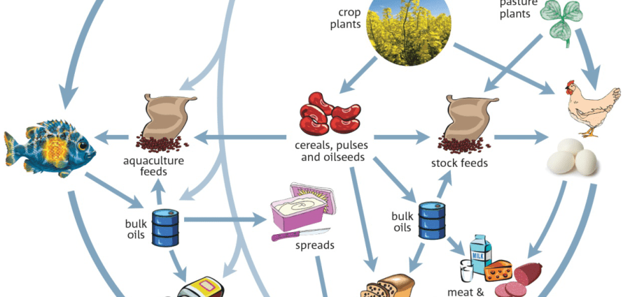 DHA &#8211; properties, demand, sources of DHA in the diet