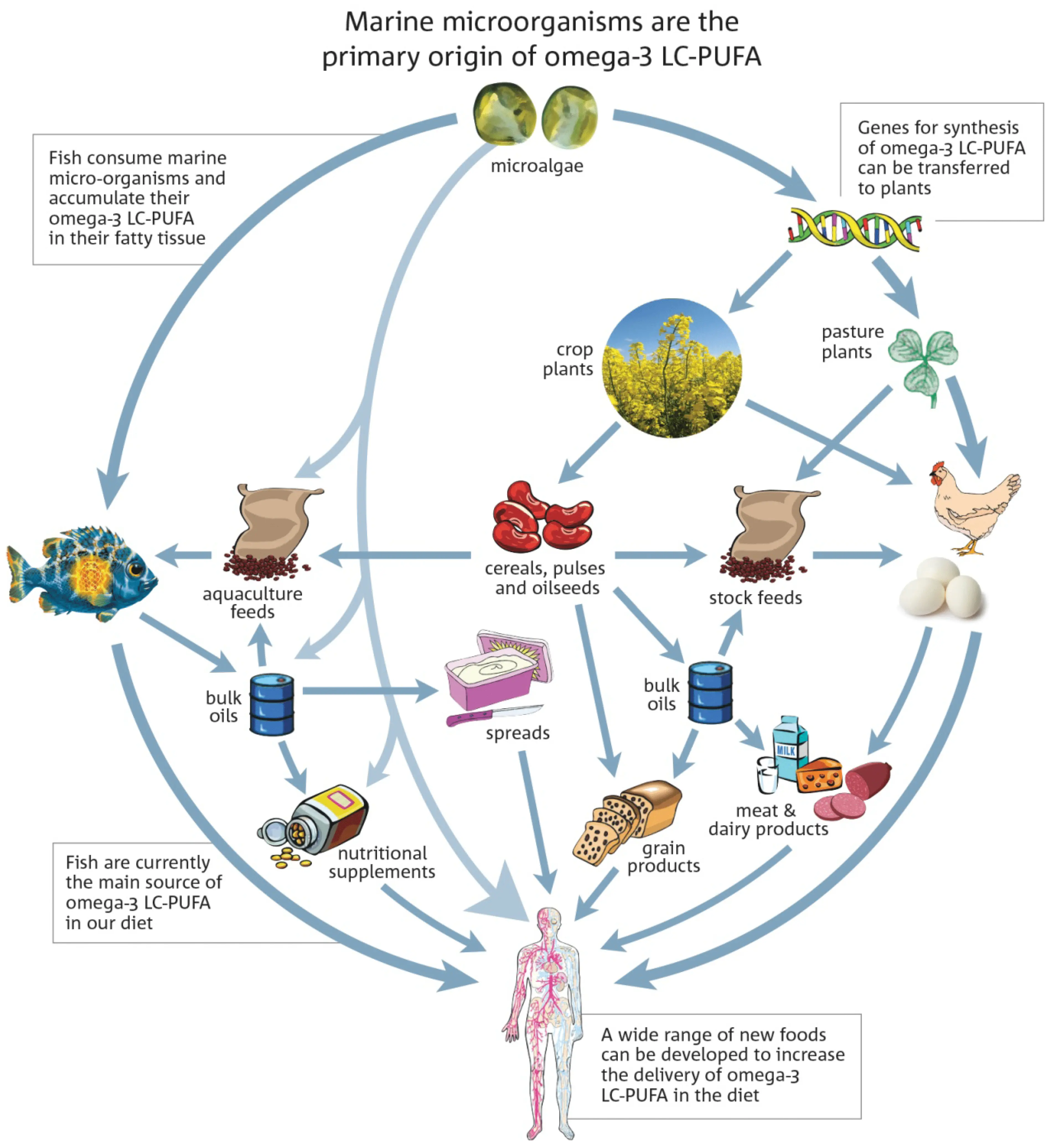 DHA &#8211; properties, demand, sources of DHA in the diet