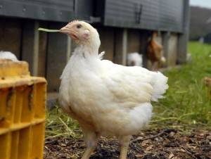 Diarrhea in broiler chickens