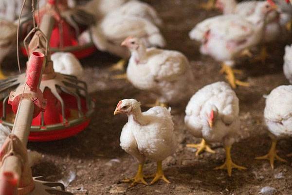 Diarrhea in broiler chickens