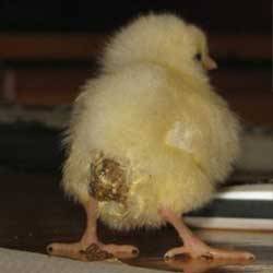 Diarrhea in broiler chickens