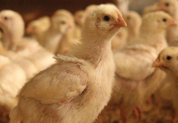 Diarrhea in broiler chickens