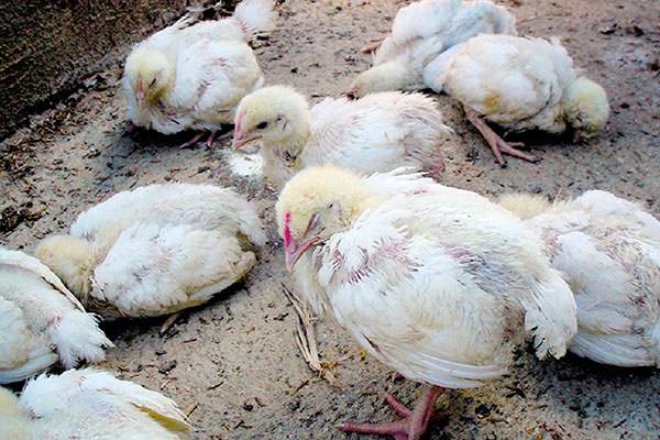 Diarrhea in broiler chickens