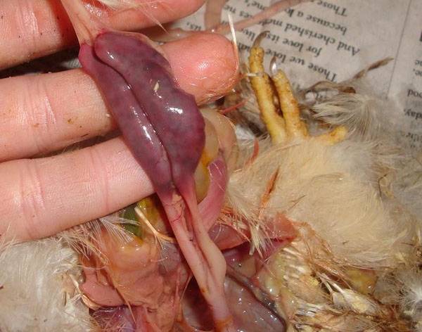 Diarrhea in broiler chickens