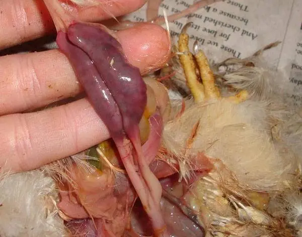 Diarrhea in broiler chickens