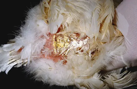 Diarrhea in broiler chickens