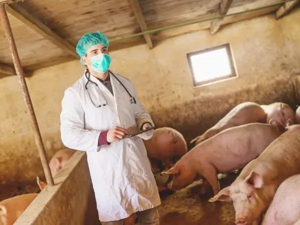 Diarrhea in piglets and pigs: causes and treatment