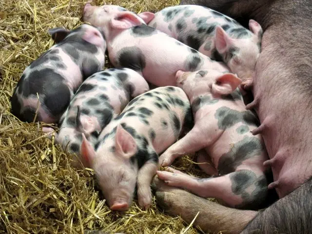 Diarrhea in piglets and pigs: causes and treatment