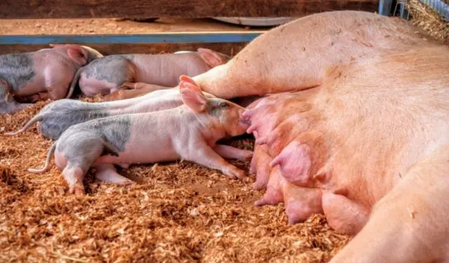 Diarrhea in piglets and pigs: causes and treatment