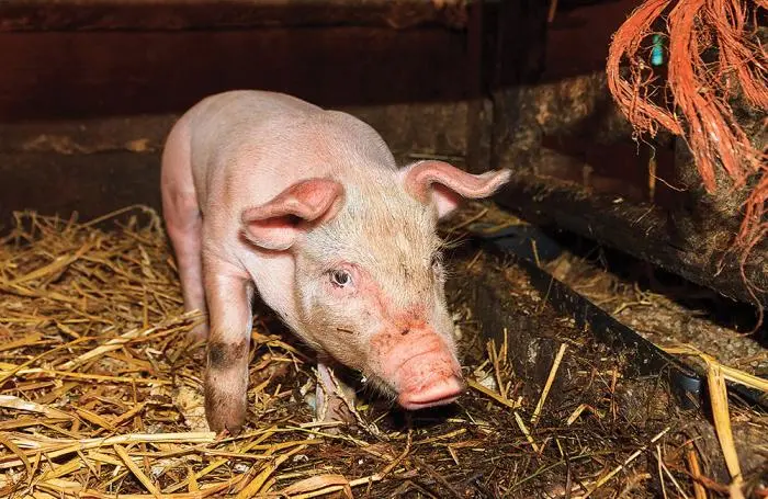 Diarrhea in piglets and pigs: causes and treatment