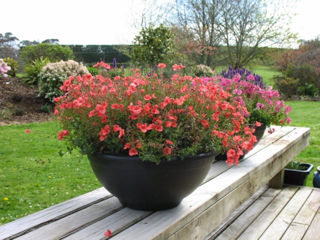 Diascia: growing from seeds, photo