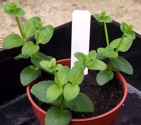 Diascia: growing from seeds, photo