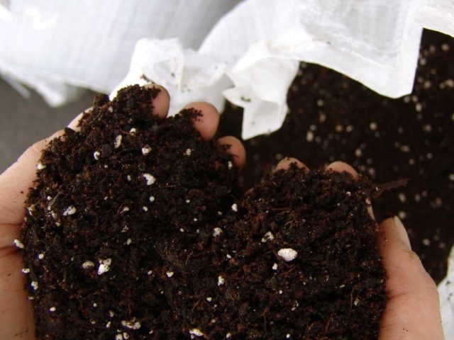 Diascia: growing from seeds, photo