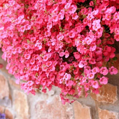 Diascia: growing from seeds, photo