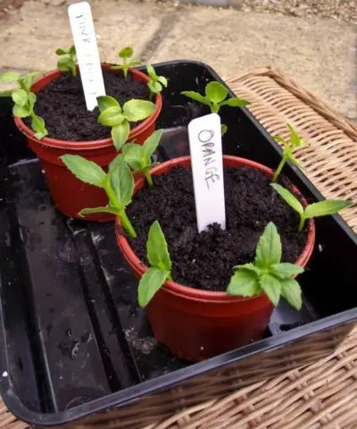 Diascia: growing from seeds, photo