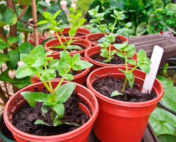 Diascia: growing from seeds, photo