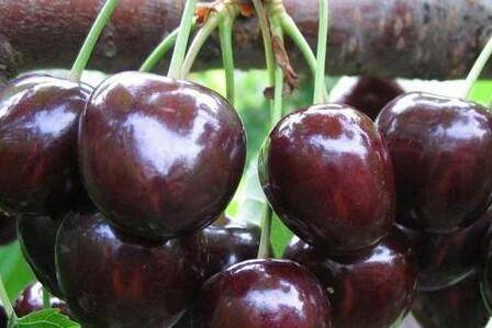 Diber Cherry Black