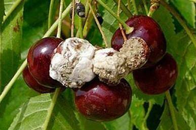 Diber Cherry Black