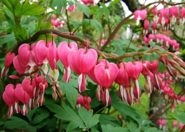 Dicentra: photo of flowers in a flower bed, types and varieties