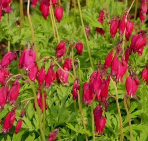 Dicentra: photo of flowers in a flower bed, types and varieties