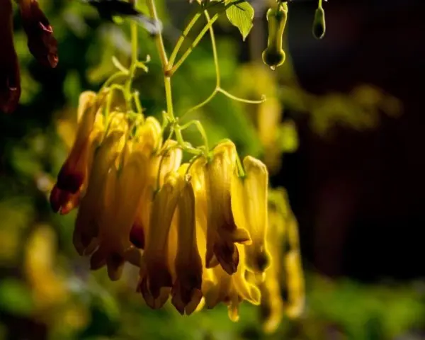 Dicentra: photo of flowers in a flower bed, types and varieties