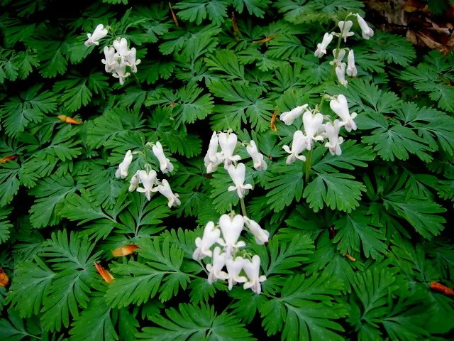 Dicentra: photo of flowers in a flower bed, types and varieties