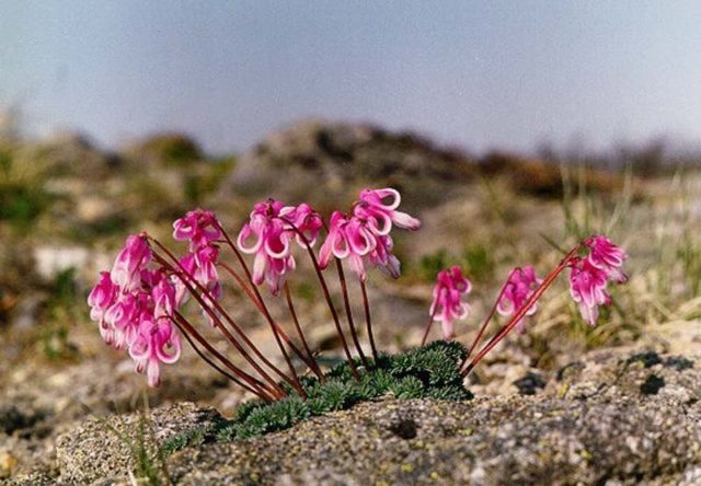 Dicentra: photo of flowers in a flower bed, types and varieties