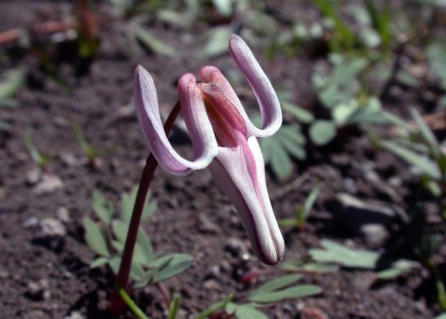 Dicentra: photo of flowers in a flower bed, types and varieties