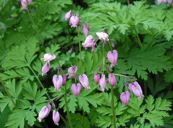 Dicentra: photo of flowers in a flower bed, types and varieties