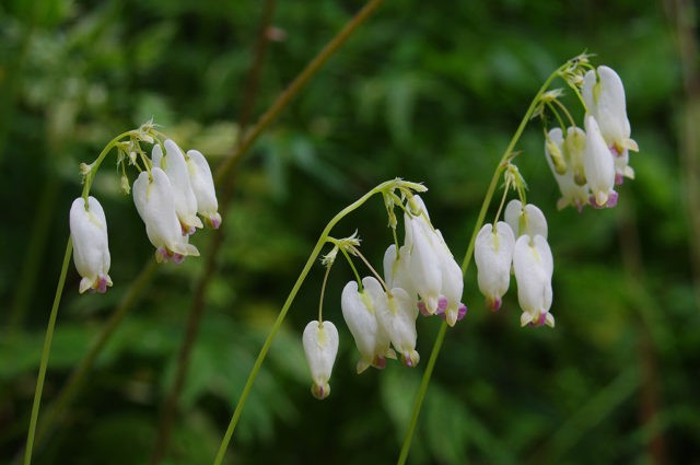 Dicentra: photo of flowers in a flower bed, types and varieties