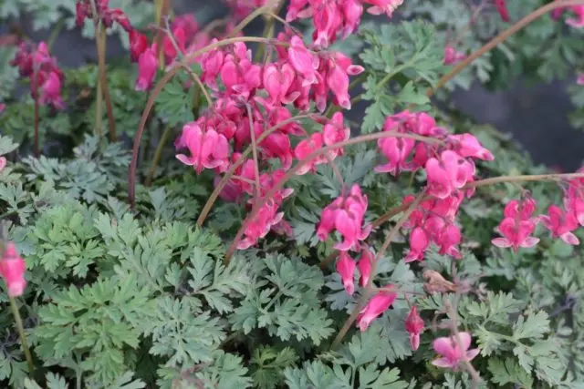 Dicentra: photo of flowers in a flower bed, types and varieties