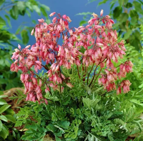 Dicentra: photo of flowers in a flower bed, types and varieties