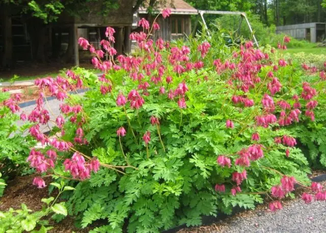 Dicentra: photo of flowers in a flower bed, types and varieties